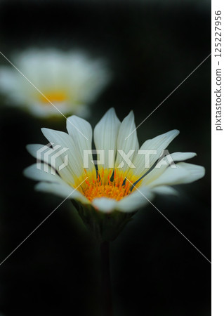 White Gazania flowers White Gazania flowers 125227956