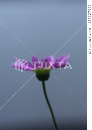 向天空綻放的波斯菊 125227962