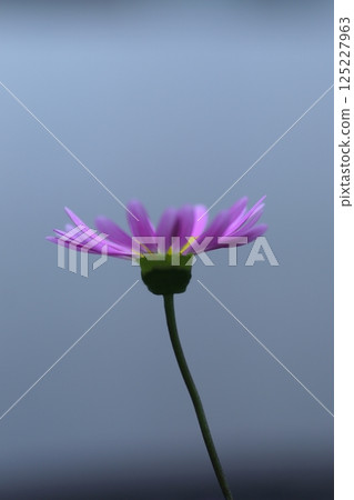 向天空綻放的波斯菊 125227963