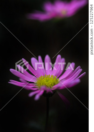 粉紅色波斯菊的特寫照片 125227964