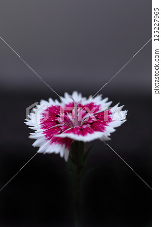 紅色積木花 125227965