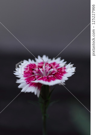 Red jerk Red jerk 125227966