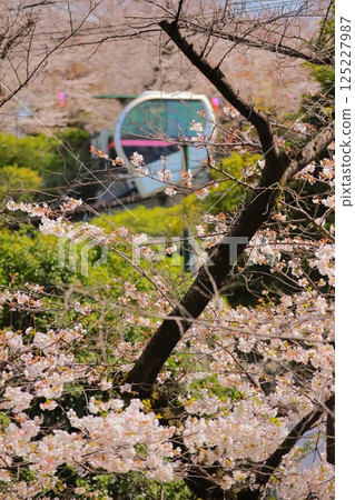 Asuka Park Rail "Asukago" among the cherry blossoms in full bloom at Asukayama 125227987
