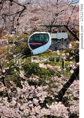 Asuka Park Rail "Asukago" among the cherry blossoms in full bloom at Asukayama 125227988
