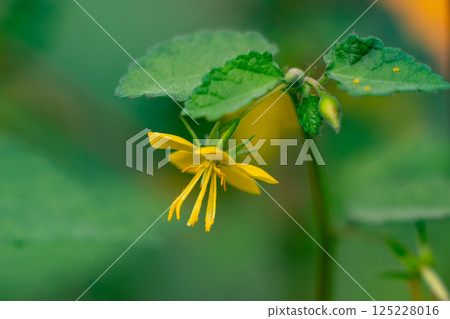 An annual plant with bright yellow flowers and reddish brown seeds. An annual plant with bright yellow flowers and reddish brown seeds. 125228016