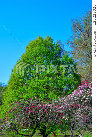 Peach blossoms and fresh greenery on a blue sky background, Shiroyama Park, Okegawa City 125228023