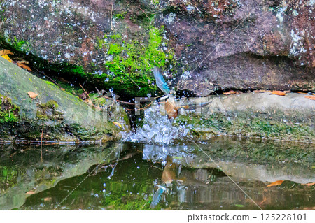 一種流行的天藍色翠鳥潛入水中捕魚 125228101