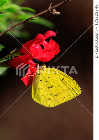 Similar to Colias erate, but without white crests Similar to Colias erate, but without white crests 125228248
