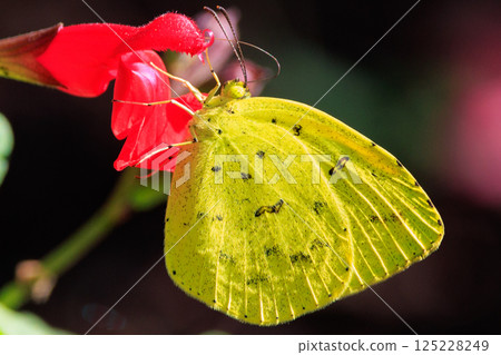 類似於 Colias erate,但沒有白色波峰 類似於 Colias erate,但沒有白色波峰 125228249