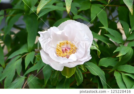 Peony "Akatsukinoyuki" Paeonia suffruticosa 'Akatsukinoyuki' 125228416