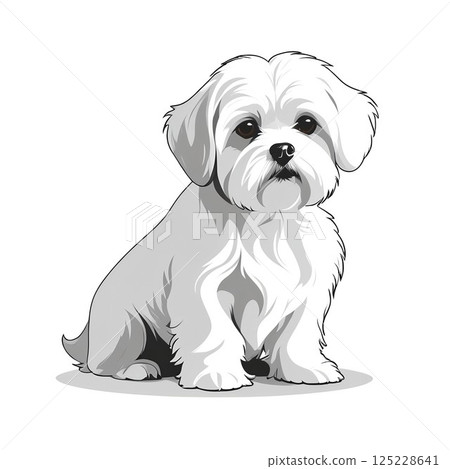 Maltese sitting and staring 125228641