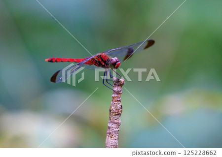 Sympetrum baccha, a member of the red dragonfly that inhabits a wide range of areas from alpine to school pools 125228662
