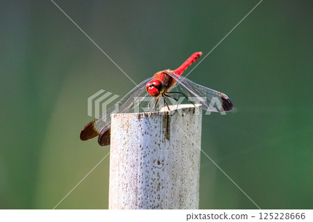 Sympetrum baccha，紅蜻蜓的成員，棲息在從高山到學校游泳池的廣泛地區 125228666