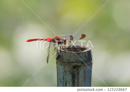 Sympetrum baccha,紅蜻蜓的成員,棲息在從高山到學校游泳池的廣泛地區 Sympetrum baccha,紅蜻蜓的成員,棲息在從高山到學校游泳池的廣泛地區 125228667