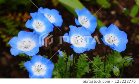 Nemophila blooming in the flowerbeds of Hibiya Park 2025 Nemophila blooming in the flowerbeds of Hibiya Park 2025 125228776