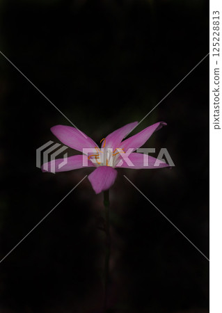 野生番紅花假花 125228813