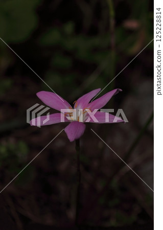 桃紅色番紅花花花 125228814