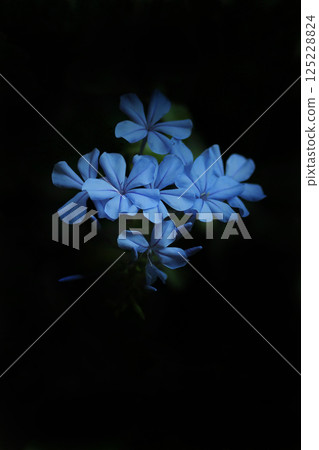 藍色Ruri Matryu花 藍色Ruri Matryu花 125228824