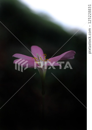 Pretty saffron flower 125228831