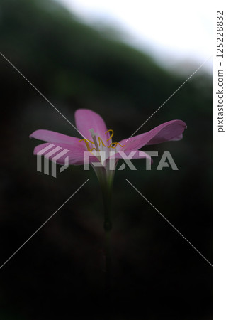 陽光透過樹梢,藏紅花仿製品綻放 陽光透過樹梢,藏紅花仿製品綻放 125228832
