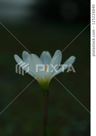 White Thamas Dare 125228840