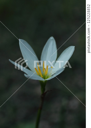 白色Tamasdale花 125228852