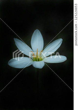 白色Tamasdale花 白色Tamasdale花 125228853
