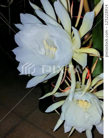 曇花 125228914