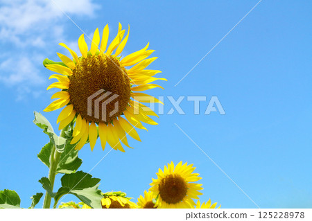 活潑的向日葵,映襯在藍天下 活潑的向日葵,映襯在藍天下 125228978