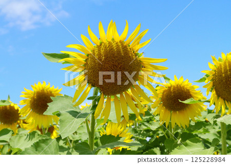 A lively sunflower that shines in the blue sky A lively sunflower that shines in the blue sky 125228984