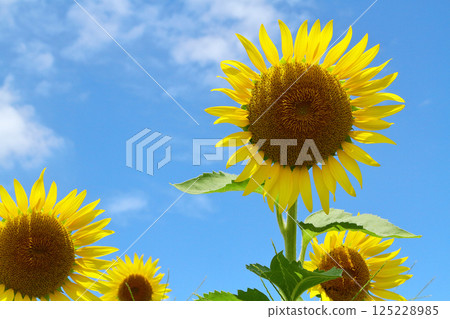 Sunflower in the blue sky Sunflower in the blue sky 125228985
