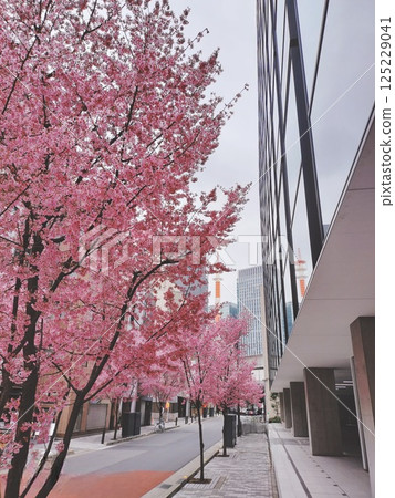 <Tokyo> Cherry blossoms in full bloom around high-rise buildings <Tokyo> Cherry blossoms in full bloom around high-rise buildings 125229041