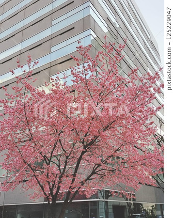 <Tokyo> Cherry blossoms in full bloom around high-rise buildings 125229047