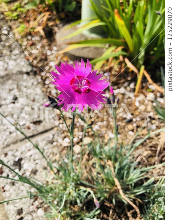 Dianthus, flowers, spring 125229070