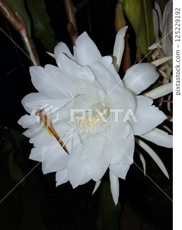 一隻蜻蜓停在一朵曇花上 一隻蜻蜓停在一朵曇花上 125229192