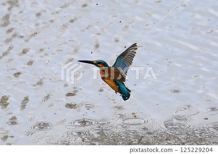Kingfisher jumping out of the water Kingfisher jumping out of the water 125229204