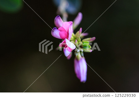 Manyo flower hagi that has been popular for a long time 125229330