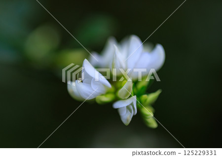 Manyo flower hagi that has been popular for a long time 125229331