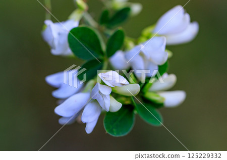 Manyo flower hagi that has been popular for a long time 125229332