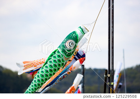 尼加拉米前稻田裡的鯉魚旗 尼加拉米前稻田裡的鯉魚旗 125229508