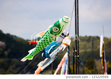 尼加拉米前稻田裡的鯉魚旗 125229509