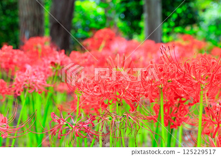 與秋分週相配，綻放紅色花朵的一簇孤挺花 125229517