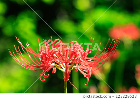 與秋分週相配，綻放紅色花朵的一簇孤挺花 125229528
