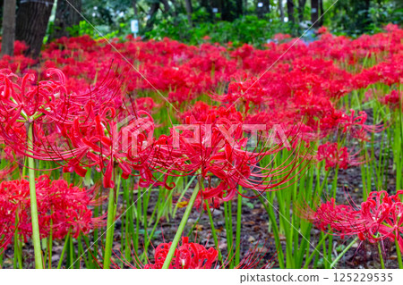 A cluster amaryllis that blooms red flowers to match the autumn equinoctial week A cluster amaryllis that blooms red flowers to match the autumn equinoctial week 125229535
