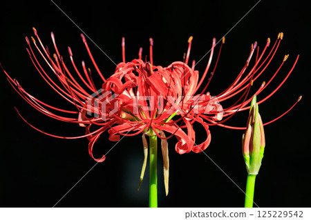 與秋分週相配,綻放紅色花朵的一簇孤挺花 與秋分週相配,綻放紅色花朵的一簇孤挺花 125229542