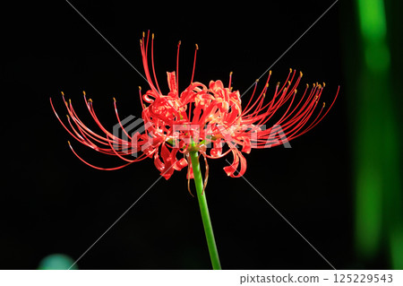 與秋分週相配,綻放紅色花朵的一簇孤挺花 與秋分週相配,綻放紅色花朵的一簇孤挺花 125229543