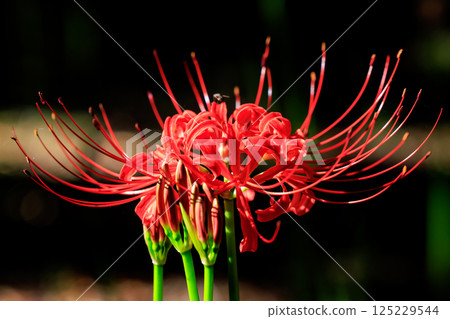 與秋分週相配,綻放紅色花朵的一簇孤挺花 與秋分週相配,綻放紅色花朵的一簇孤挺花 125229544