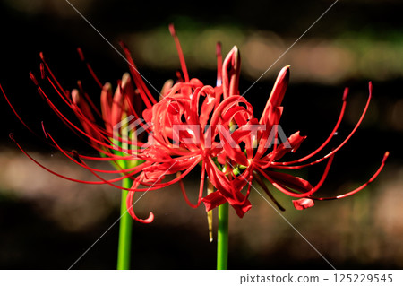 與秋分週相配,綻放紅色花朵的一簇孤挺花 與秋分週相配,綻放紅色花朵的一簇孤挺花 125229545