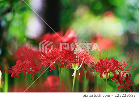 A cluster amaryllis that blooms red flowers to match the autumn equinoctial week A cluster amaryllis that blooms red flowers to match the autumn equinoctial week 125229552