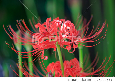 A cluster amaryllis that blooms red flowers to match the autumn equinoctial week 125229555